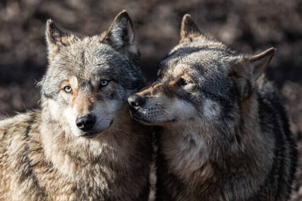 AB Photography Plakát, Obraz - Two grey wolf in love, AB Photography, 40 × 26.7 cm