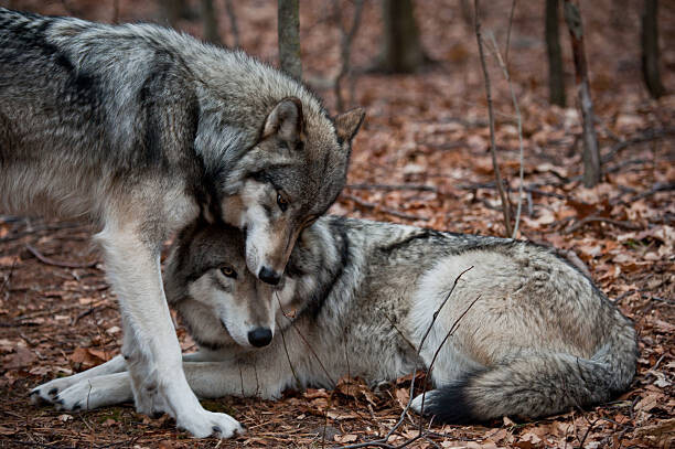 RamiroMarquezPhotos Plakát, Obraz - Affectionate Grey Wolves, RamiroMarquezPhotos, 40 × 26.7 cm
