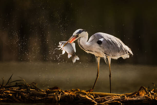 skynesher Plakát, Obraz - Gray heron catching fish in wilderness., skynesher, 40 × 26.7 cm