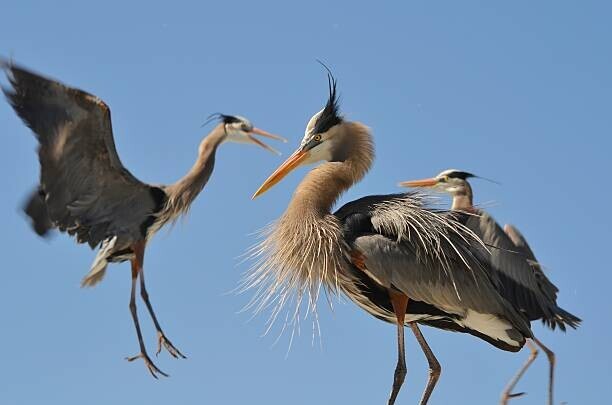 k8thegr833 Plakát, Obraz - Blue Herons 1, k8thegr833, 40 × 26.7 cm