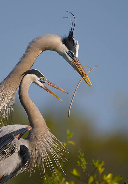 Canon_Bob Plakát, Obraz - Great Blue Heron mating ritual, Canon_Bob, 26.7 × 40 cm