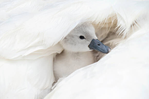 Jacky Parker Photography Plakát, Obraz - Close-up image of a cute, white,, Jacky Parker Photography, 40 × 26.7 cm