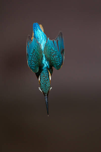 Mark Smith Plakát, Obraz - Diving Alcedo atthi, Mark Smith, 26.7 × 40 cm