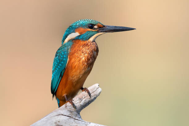 Fabio Genovieri / 500px Plakát, Obraz - Close-up of kingfisher perching on branch, Fabio Genovieri / 500px, 40 × 26.7 cm