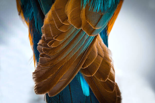 wWeiss Lichtspiele Plakát, Obraz - Kingfisher Wing Detail Background Structure Feather, wWeiss Lichtspiele, 40 × 26.7 cm