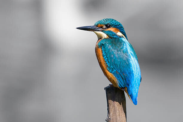 Andrew_Howe Plakát, Obraz - Kingfisher  (Alcedo atthis), Andrew_Howe, 40 × 26.7 cm
