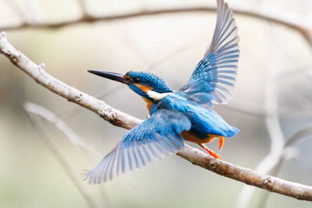 d3_plus D.Naruse @ Japan Plakát, Obraz - Lovely Kingfisher  diving to catch, d3_plus D.Naruse @ Japan, 40 × 26.7 cm