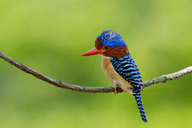 BirdHunter591 Plakát, Obraz - Banded Kingfisher perching on a branch,, BirdHunter591, 40 × 26.7 cm