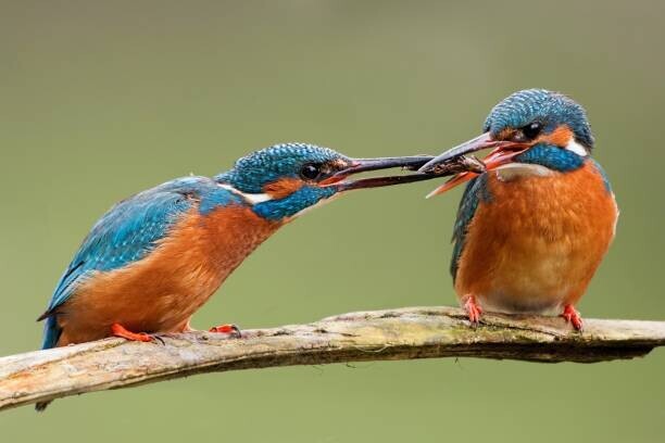 JMrocek Plakát, Obraz - Two common kingfishers, alcedo atthis passing, JMrocek, 40 × 26.7 cm