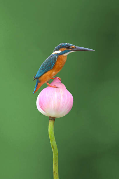 BirdHunter591 Plakát, Obraz - Common Kingfisher perched on a lotus flower, BirdHunter591, 26.7 × 40 cm