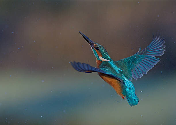 mark hughes Plakát, Obraz - Kingfisher, mark hughes, 40 × 30 cm