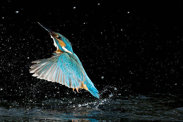 Joe Petersburger Plakát, Obraz - Adult male common kingfisher emerging from, Joe Petersburger, 40 × 26.7 cm