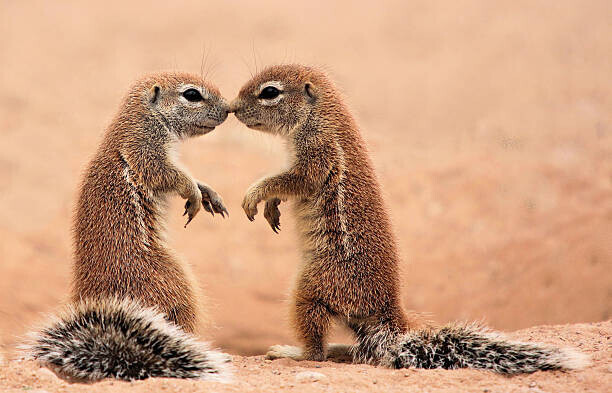 AdelevSchalkwyk Plakát, Obraz - Kissing ground Squirrels, AdelevSchalkwyk, 40 × 26.7 cm