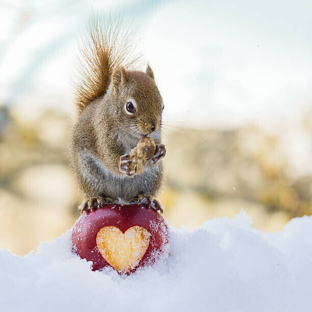 Nancy Rose Plakát, Obraz - squirrel love, Nancy Rose, 40 × 40 cm