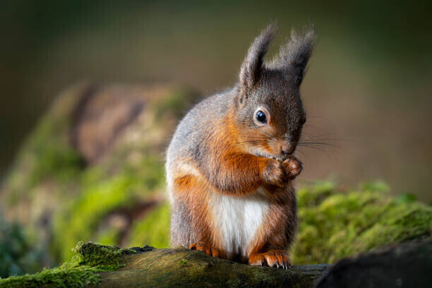 Ian Groves Plakát, Obraz - Red squirrel feeding, Ian Groves, 40 × 26.7 cm