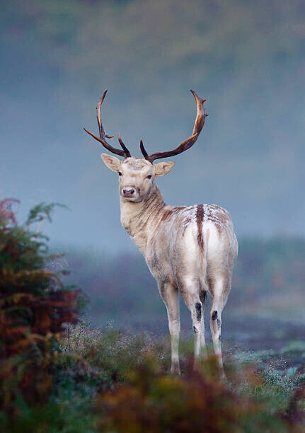Mark Smith Plakát, Obraz - Portrait of fallow deer stag, Mark Smith, 26.7 × 40 cm