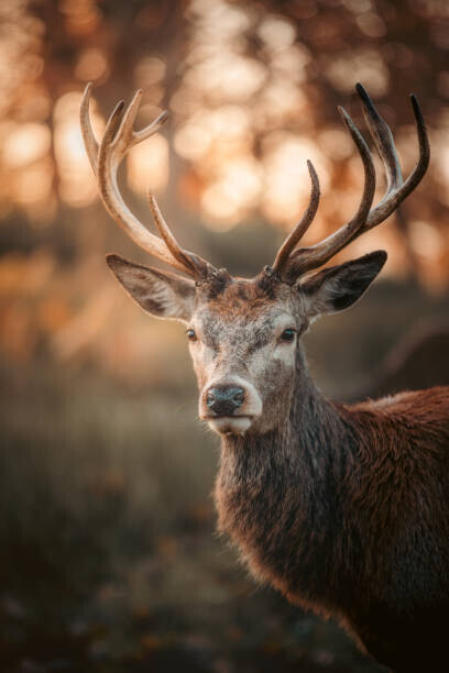 serts Plakát, Obraz - Red Deer Stag Portrait, serts, 26.7 × 40 cm