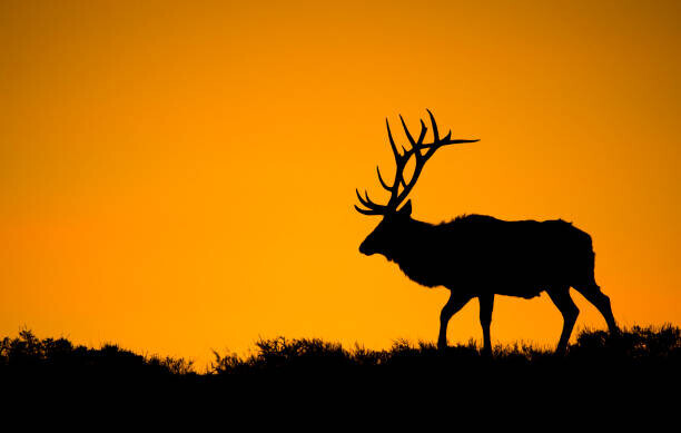 jared lloyd Plakát, Obraz - A large bull elk in silhouette, jared lloyd, 40 × 26.7 cm