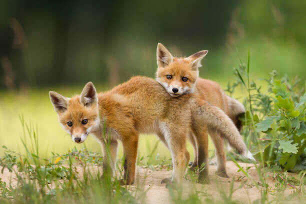 DamianKuzdak Plakát, Obraz - Adorable baby fox pups playing, DamianKuzdak, 40 × 26.7 cm