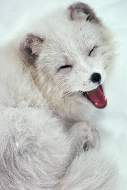 Richard Hamilton Smith Plakát, Obraz - Arctic Fox Yawning in Snow, Richard Hamilton Smith, 26.7 × 40 cm