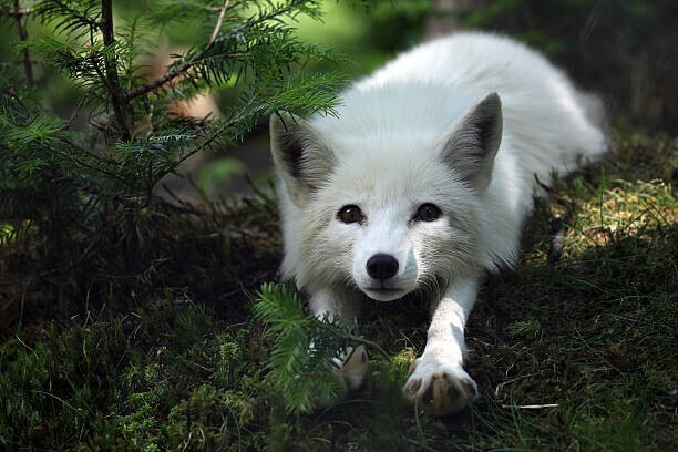 Megan Lorenz Plakát, Obraz - Arctic Fox, Megan Lorenz, 40 × 26.7 cm