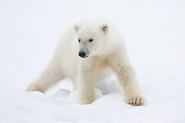 Galaxiid Plakát, Obraz - Polar Bear Cub on Snow, Galaxiid, 40 × 26.7 cm