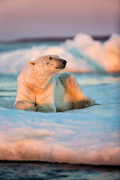 Paul Souders Plakát, Obraz - Polar Bear Resting on Sea Ice, Nunavut, Canada, Paul Souders, 26.7 × 40 cm
