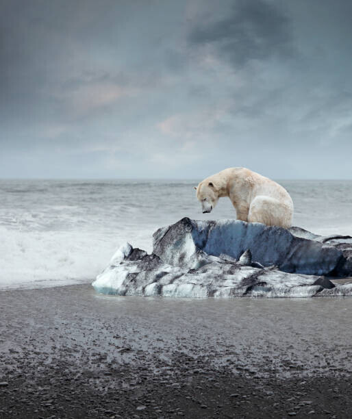 narvikk Plakát, Obraz - Polar bear on the melting iceberg, narvikk, 33.6 × 40 cm