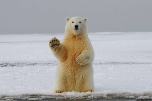 Belfalah Soufian / 500px Plakát, Obraz - Portrait of polar bear on sea,Russia, Belfalah Soufian / 500px, 40 × 26.7 cm