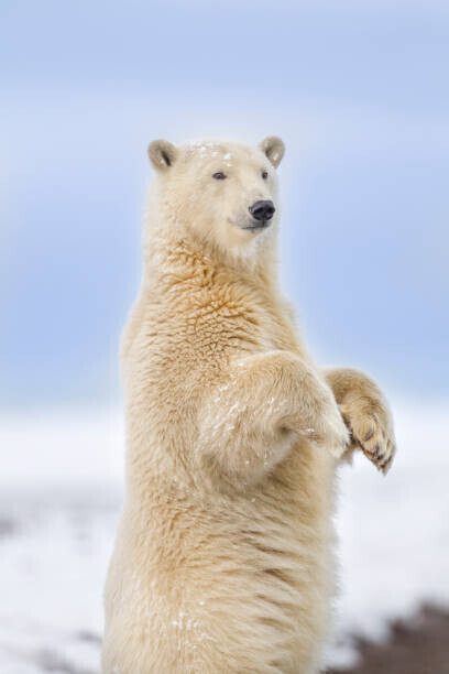 Patrick J. Endres Plakát, Obraz - Polar bear standing, Patrick J. Endres, 26.7 × 40 cm