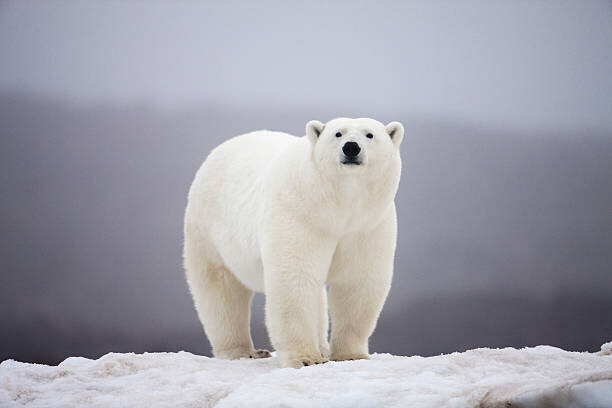 Paul Souders Plakát, Obraz - Polar Bear on ice, Paul Souders, 40 × 26.7 cm