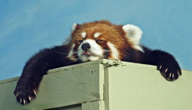 Kim MacKay Plakát, Obraz - Red Panda ready for a nap, Kim MacKay, 40 × 22.2 cm