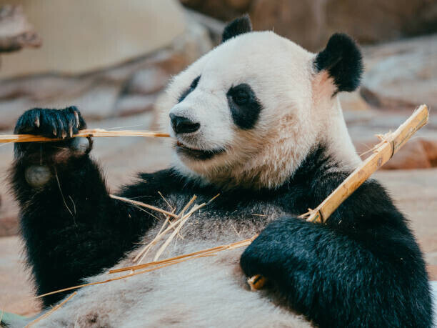 PansLaos Plakát, Obraz - portrait of a giant panda eating bamboo, PansLaos, 40 × 30 cm