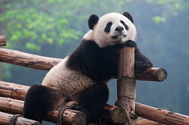 Hung_Chung_Chih Plakát, Obraz - Cute panda bear, Hung_Chung_Chih, 40 × 26.7 cm