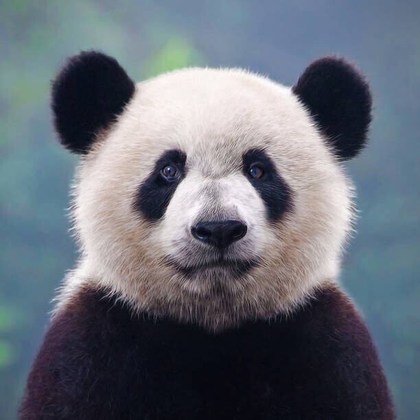 Hung_Chung_Chih Plakát, Obraz - Closeup shot of a giant panda bear, Hung_Chung_Chih, 40 × 40 cm
