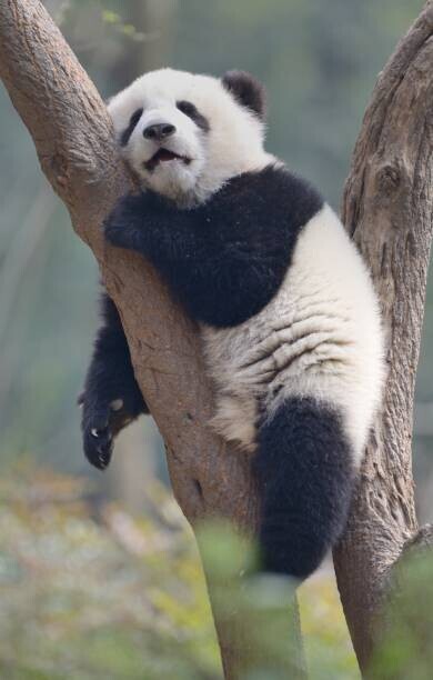 All copyrights belong to Jingying Zhao Plakát, Obraz - A young panda sleeps on the branch of a tree, All copyrights belong to Jingying Zhao, 26.7 × 40 cm