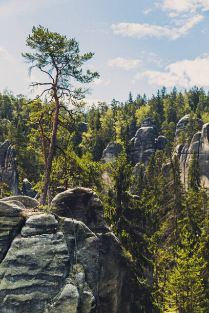 Pawelus / 500px Plakát, Obraz - Trees growing in forest against sky,Czech Republic, Pawelus / 500px, 26.7 × 40 cm