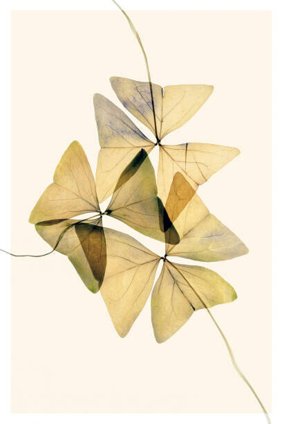 andersboman Plakát, Obraz - Beautiful dried flowers on yellow background, andersboman, 26.7 × 40 cm