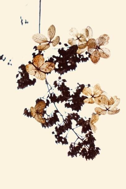 fanjie Tang Plakát, Obraz - Withered flowers can be used as bookmarks, fanjie Tang, 26.7 × 40 cm