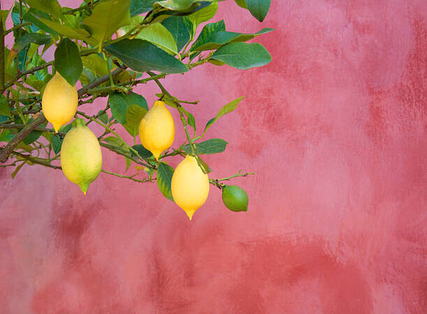 Grant Faint Plakát, Obraz - lemon tree near red wall, Grant Faint, 40 × 30 cm