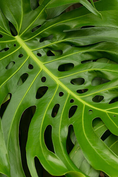 Oliver Strewe Plakát, Obraz - Monstera Deliciosa, Oliver Strewe, 26.7 × 40 cm