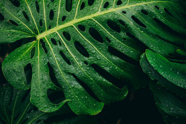 Rhisang Alfarid Plakát, Obraz - Monstera deliciosa Plant, Rhisang Alfarid, 40 × 26.7 cm