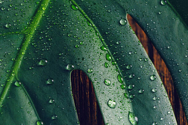 Sanja Baljkas Plakát, Obraz - Tropical leaf Monstera, Sanja Baljkas, 40 × 26.7 cm