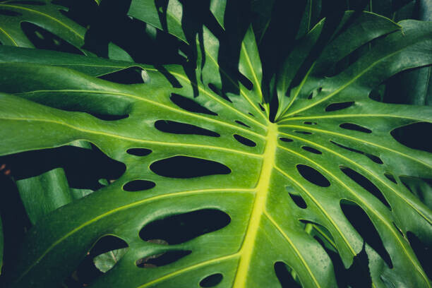 hanohiki Plakát, Obraz - Monstera Philodendron leaves - tropical forest, hanohiki, 40 × 26.7 cm