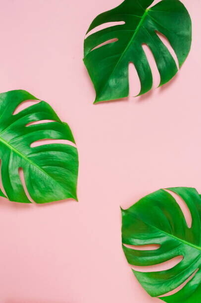 IrenaStar Plakát, Obraz - tropical green monstera leaves , branches, IrenaStar, 26.7 × 40 cm