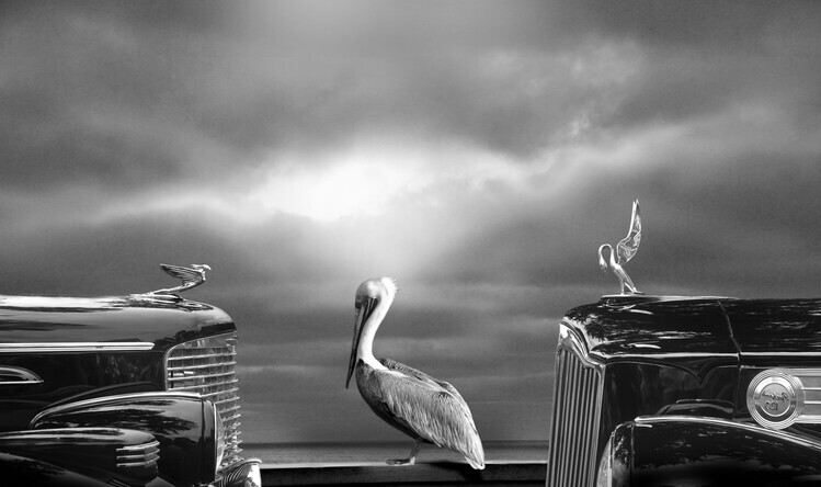 Larry Butterworth Plakát, Obraz - COMTEMPLATING THE PELICAN, Larry Butterworth, 40 × 23.7 cm