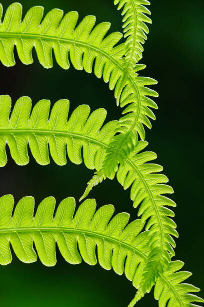 Vlad Antonov Plakát, Obraz - Fresh green fern leaves. Macrophotography, Vlad Antonov, 26.7 × 40 cm