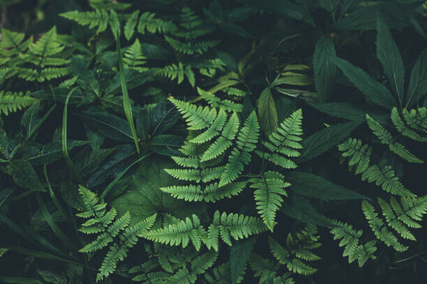Jasmina007 Plakát, Obraz - Jungle leaves background, Jasmina007, 40 × 26.7 cm