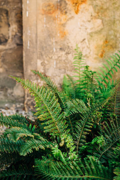 Olena Malik Plakát, Obraz - Green fern leaves lush foliage., Olena Malik, 26.7 × 40 cm