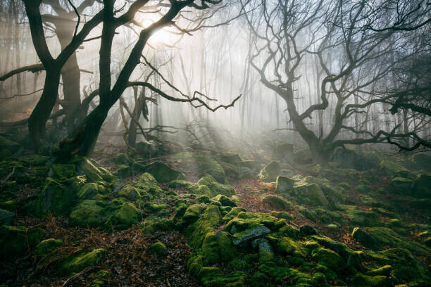 James Mills Plakát, Obraz - Light hinging through trees/., James Mills, 40 × 26.7 cm